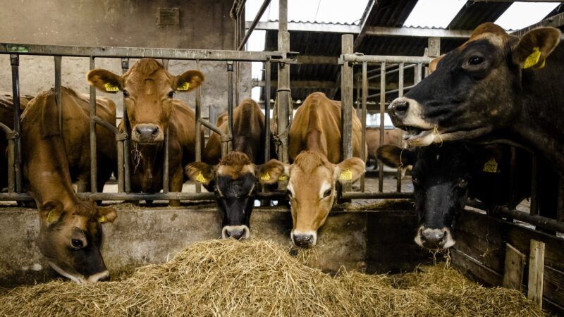 Dairy cows at a farm in Rutten