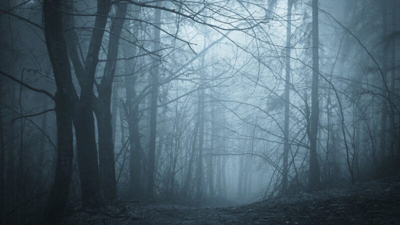 a dark forest