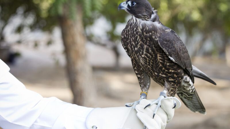 A falcon perched on the end of a falconer's gloved hand.
