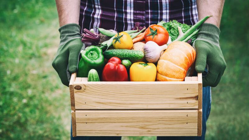 a person with gardening gloves carrying a crate of vegetables | Photo 153356347 © Julia Sudnitskaya | Dreamstime.com