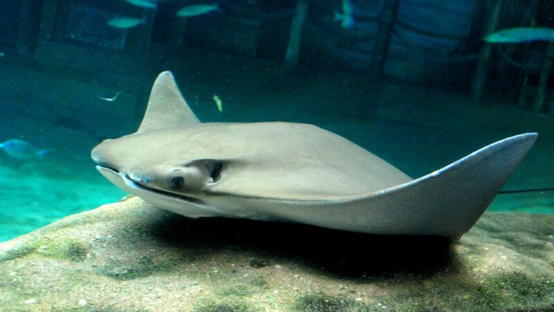 A sting ray floats over a rock at the bottom of an enclosure