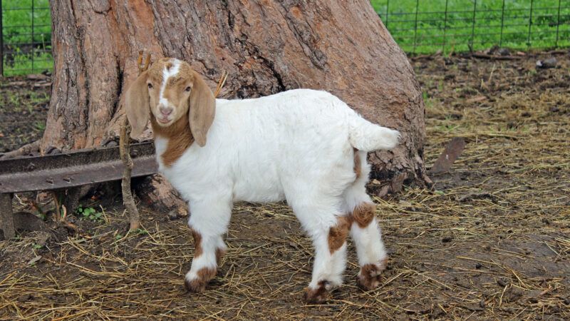 A brown and white African Boer goat kid.
