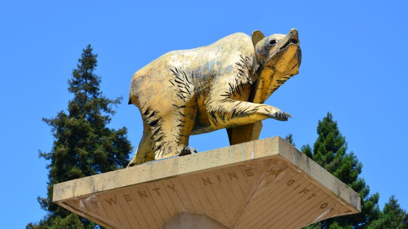 A golden statue of U.C. Berkley's mascot