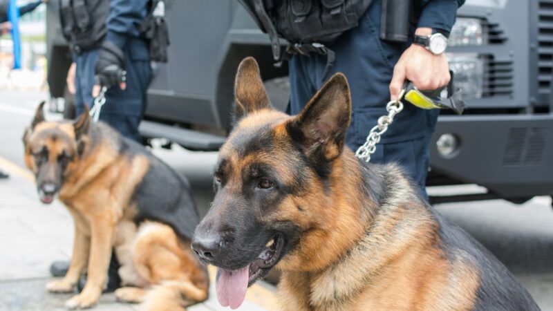 Officers hold police dogs at the ready on a tight leash.