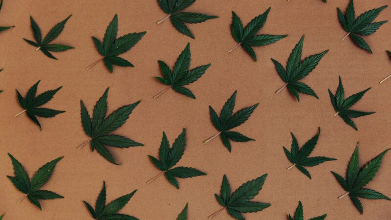 A pattern of cannabis leaves
