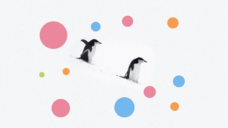 Penguins with colored dots around them. | Illustration: Lex Villena; Photo 248766956 © ndp | Dreamstime.com