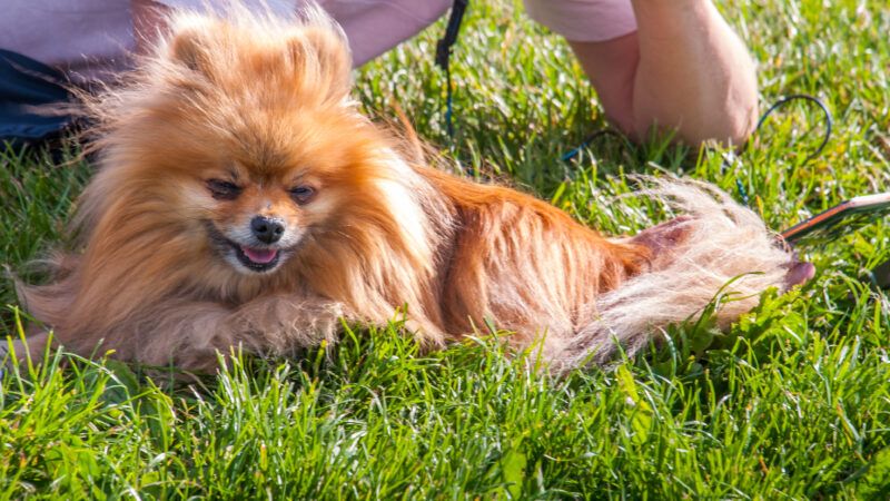 A cute brown Pomeranian dog lying happily on grass. | Anutr Tosirikul | Dreamstime.com