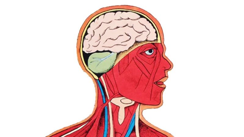 Graphic of the anatomy of the human head | Illustration: Wikimedia
