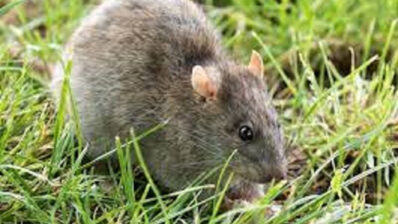 Brown Rat | NA