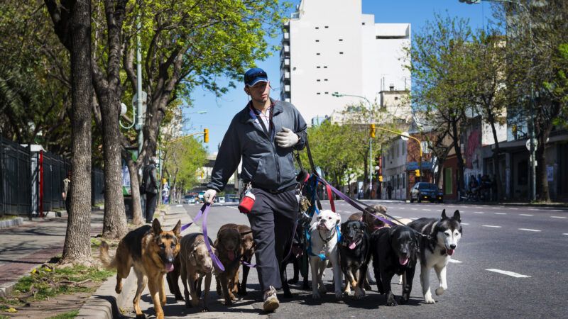 A professional dog walker walks with eight dogs on leashes. | Tiago Lopes Fernandez | Dreamstime.com
