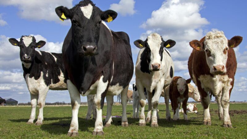 Cows with ear tags | imageBROKER/alimdi / Arterra/Newscom