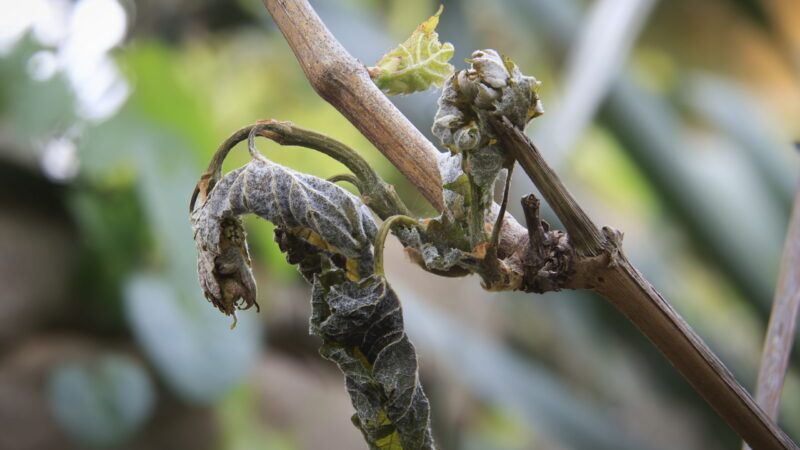 A dead grape vine | imageBROKER/Sylvio Dittrich/Newscom