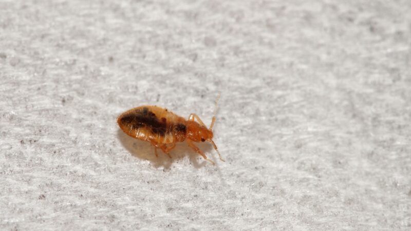 Close-up of a bed bug | Deming9120 | Dreamstime.com