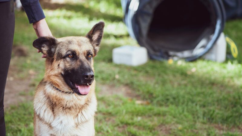 A German Shepherd at the ready, on an obstacle course. | WildStrawberry_magic | Dreamstime.com