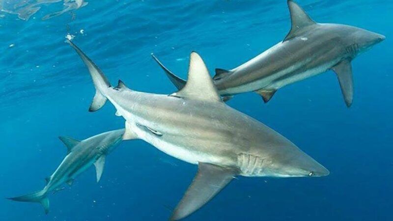 three sharks, likely blacktips, swim in clear blue water | Florida Shark Diving