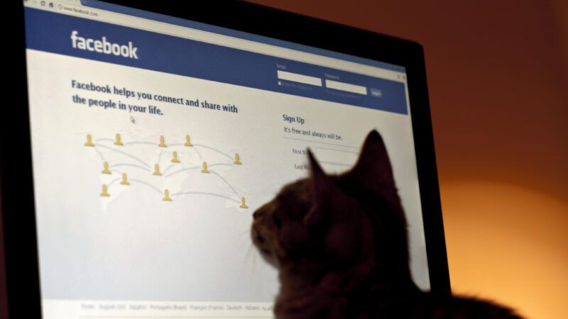 A cat logging into Facebook, representing the fact-checkers who scour the platform. | Photo:  18646005 © Frui | Dreamstime.com