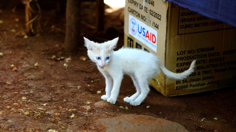 A small, fluffy, blue-eyed kitten pokes around a box labeled "USAID" in Ura port on Lake Tana, near Bahir Dar, Ethiopia. | Chuck David/VWPics/Newscom