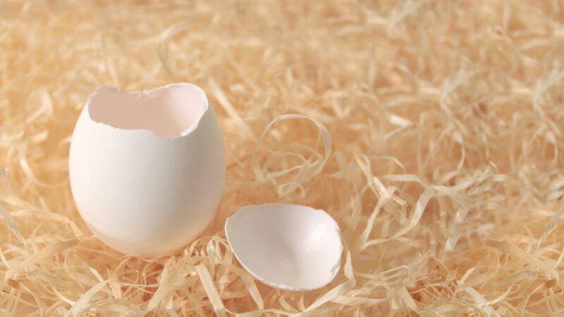 An empty egg shell, cracked in two, on a bed of hay. | Frenta | Dreamstime.com