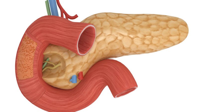 An illustration of a pancreas |  © Ssrpstudio | Dreamstime.com