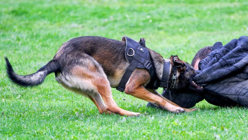 A police dog in training attacks a man in a large protective suit. | Jaroslav Moravcik | Dreamstime.com