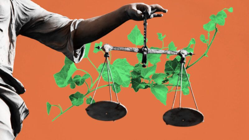 Lady Justice's scales, with foliage across them against an orange background | Illustration: Lex Villena; Le Thuy Do | Dreamstime.com, Robwilson39