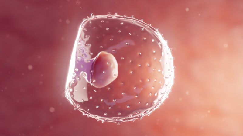 Embryo | 3DMEDISPHERE/SCIENCE PHOTO LIBRARY/Newscom