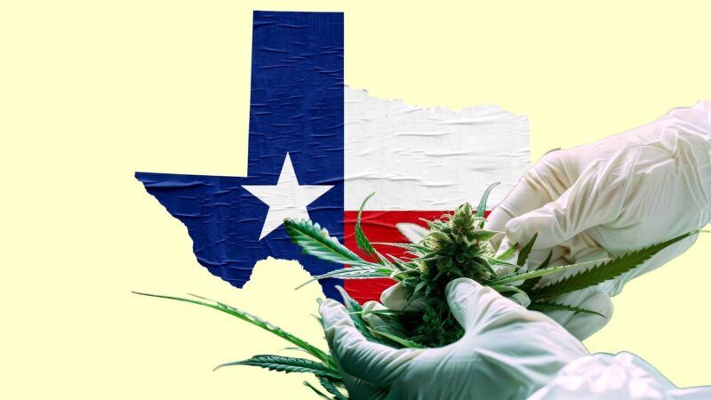 The state of Texas, and gloved hands collecting marijuana leaves. | Illustration: Eddie Marshall | Waingro | Anna Komisarenko | Dreamstime.com
