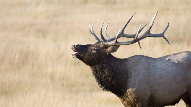 A bull elk in Yellowstone National Park, bugling. | Tony Campbell | Dreamstime.com