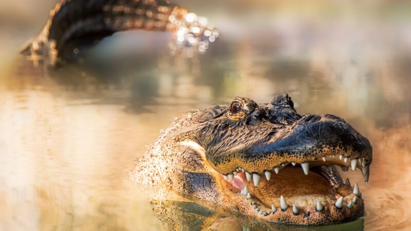 Alligator | Susan Schmitz/Newscom