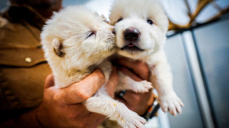 Two pups with dire wolf DNA | Photo: Associated Press