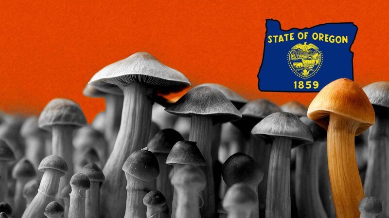 Mushrooms in front of an orange background with the outline of Oregon Mushrooms in front of an orange background with the outline of Oregon | Illustration: Eddie Marshall | Yar Photographer | Dreamstime.com | ChatGPT