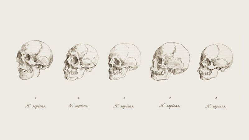 An illustration of several human skulls An illustration of several human skulls | Illustration: Joanna Andreasson