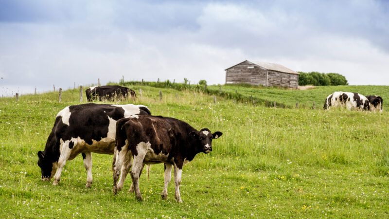 Holstein cows in the pasture landscape cloudy day Quebec Canada. | DPST/Newscom