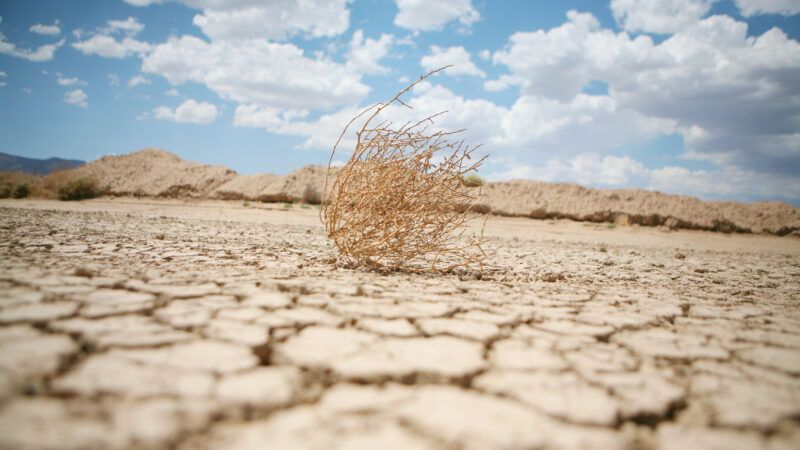 A tumbleweed rests on cracked desert ground with a bright blue sky above | Lvphotog1/Dreamstime.com