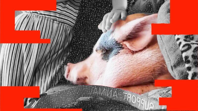 Lucy the pig | Illustration: Eddie Marshall | CBS News New York | Midjourney