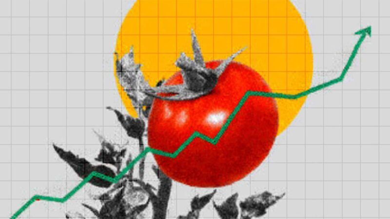 Illustration of a slope trending upward and a tomato behind it | Illustration: Eddie Marshall | Midjourney