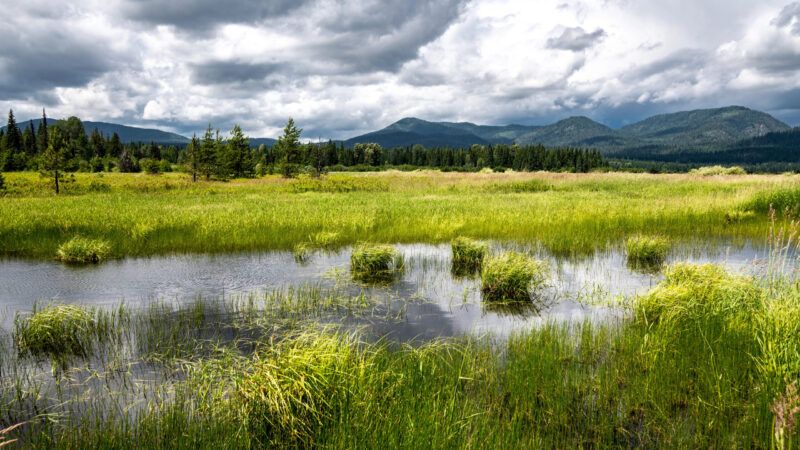 Marshy Landscape in Bonner County, Idaho | DPST/Newscom
