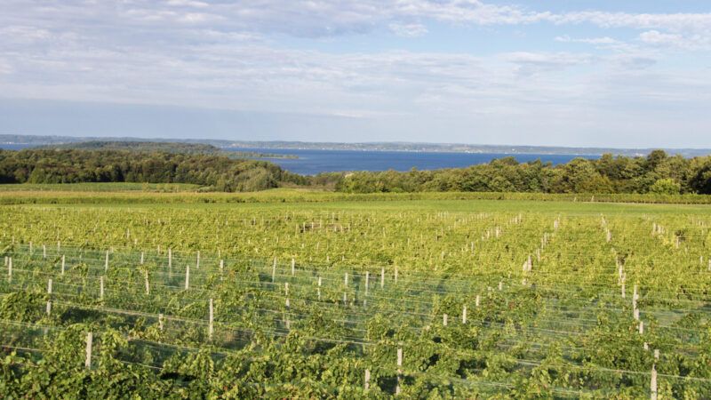 Small vineyard overlooking Lake Michigan | DPST/Newscom