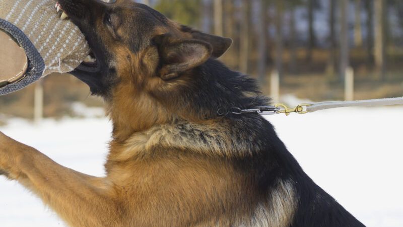A German Shepherd K-9 police dog in training bites the forearm of a person wearing a thickly padded training suit. | Jaroslav Frank | Dreamstime.com