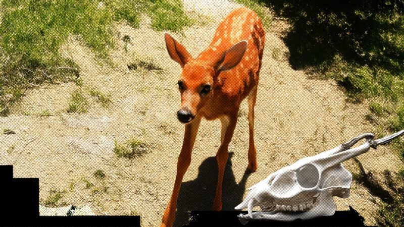 A deer looking at the camera, with a deer skull in the lower right corner | Illustration: Eddie Marshall | Katie Collins |.Flickr | Midjourney