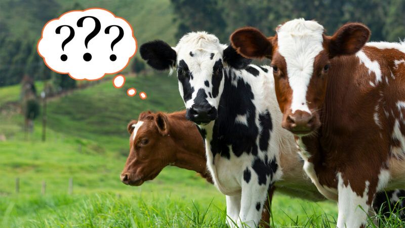 Three cows in a field, with question marks in a thought bubble connecting to one of them | Photo by Daniel Quiceno M on Unsplash; Illustration by Eddie Marshall