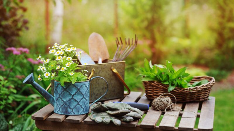 A sunny, verdant scene of garden tools laid out on a wooden outdoor table. | Mashiki | Dreamstime.com
