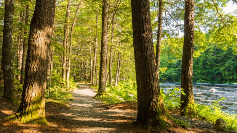 A forest trail in Kejimkujik National Park, Nova Scotia. | Vadim Petrov | Dreamstime.com