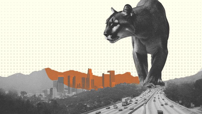 A mountain lion in California | Illustration: Eddie Marshall | Midjourney