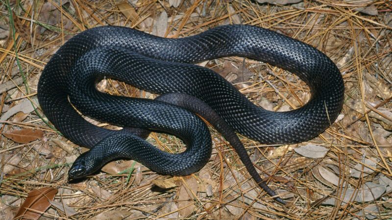 BLACK PINE SNAKE | Karl Switak/NHPA/Photoshot/Newscom