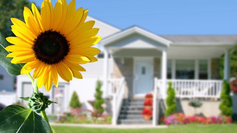 A sunflower in the front yard of a residential house. | Galina Barskaya | Dreamstime.com