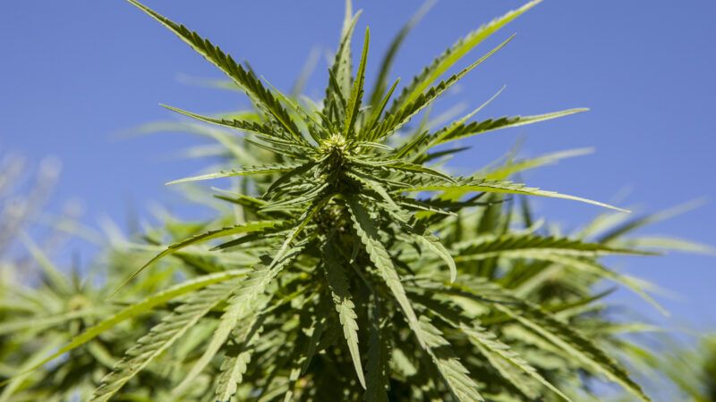 A hemp plant | Juan Aunion/Newscom