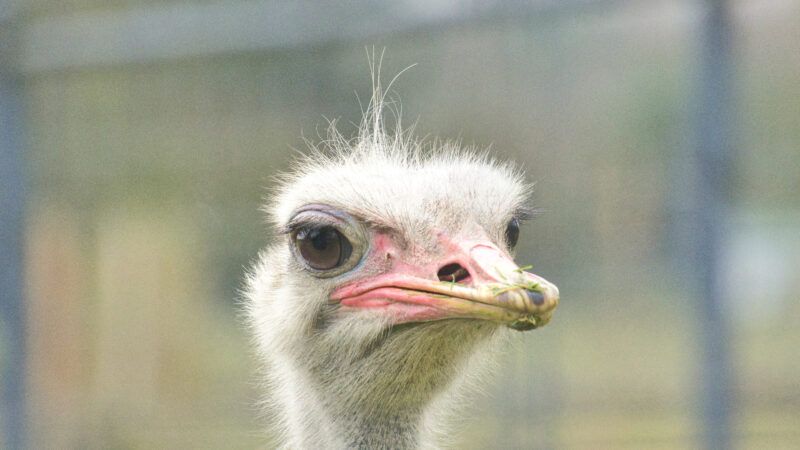 Close-up on the face of an ostrich, in a Vancouver zoo. | Makoto Hasegawa | Dreamstime.com