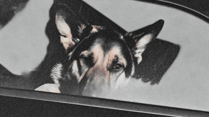 K-9 | Illustration: Eddie Marshall | Midjourney