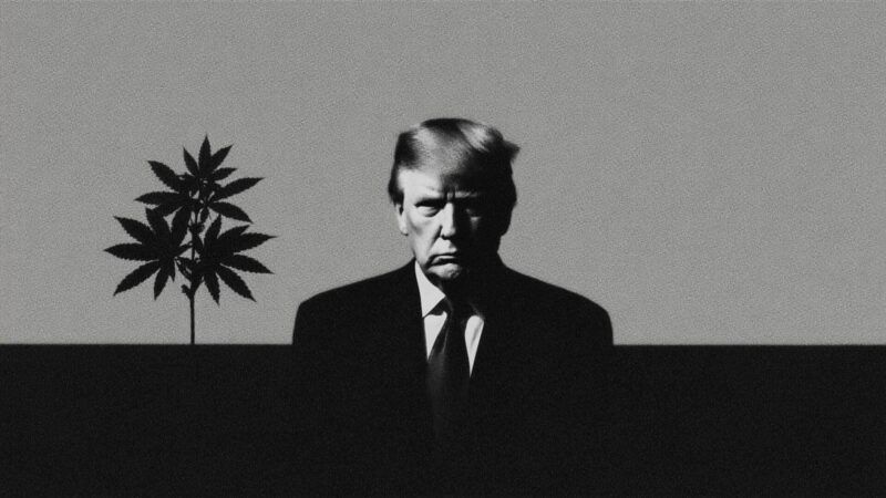 President Donald Trump next to a shadowy image of cannabis leaves | Illustration: Eddie Marshall | Midjourney
